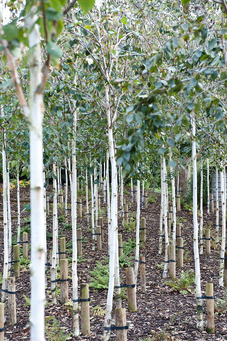 Fruit tree saplings in orchard of Blagdon garden, Somerset, England, UK
