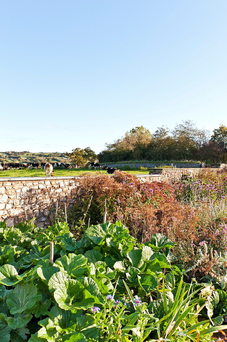 Blattgemüse und Pflanzen in einem ländlichen Garten mit weidenden Rindern, Blagdon, Somerset, England, UK