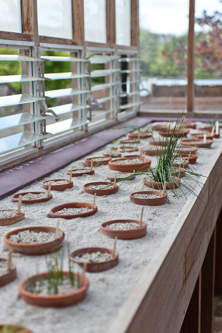 Terracotta potted plants in greenhouse interior, Blagdon, Somerset, England, UK