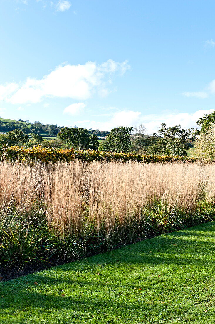 Sunlit grass border in rural garden, Blagdon, Somerset, England, UK