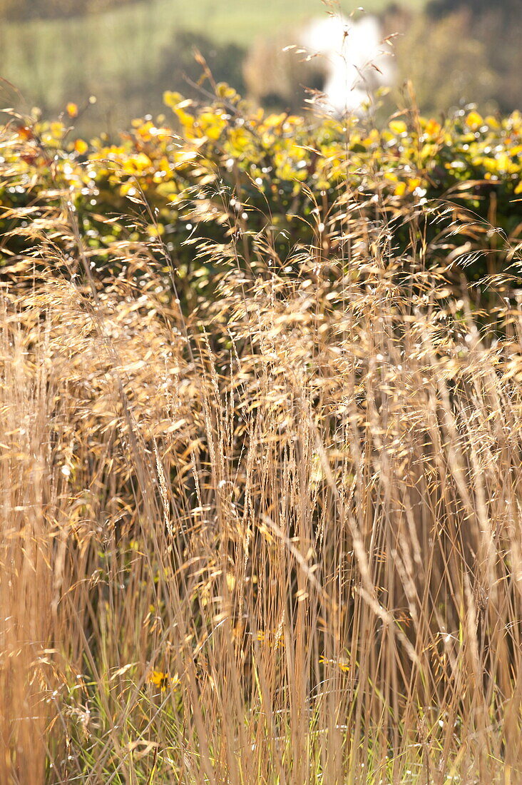 Tall grasses in rural field, Blagdon, Somerset, England, UK