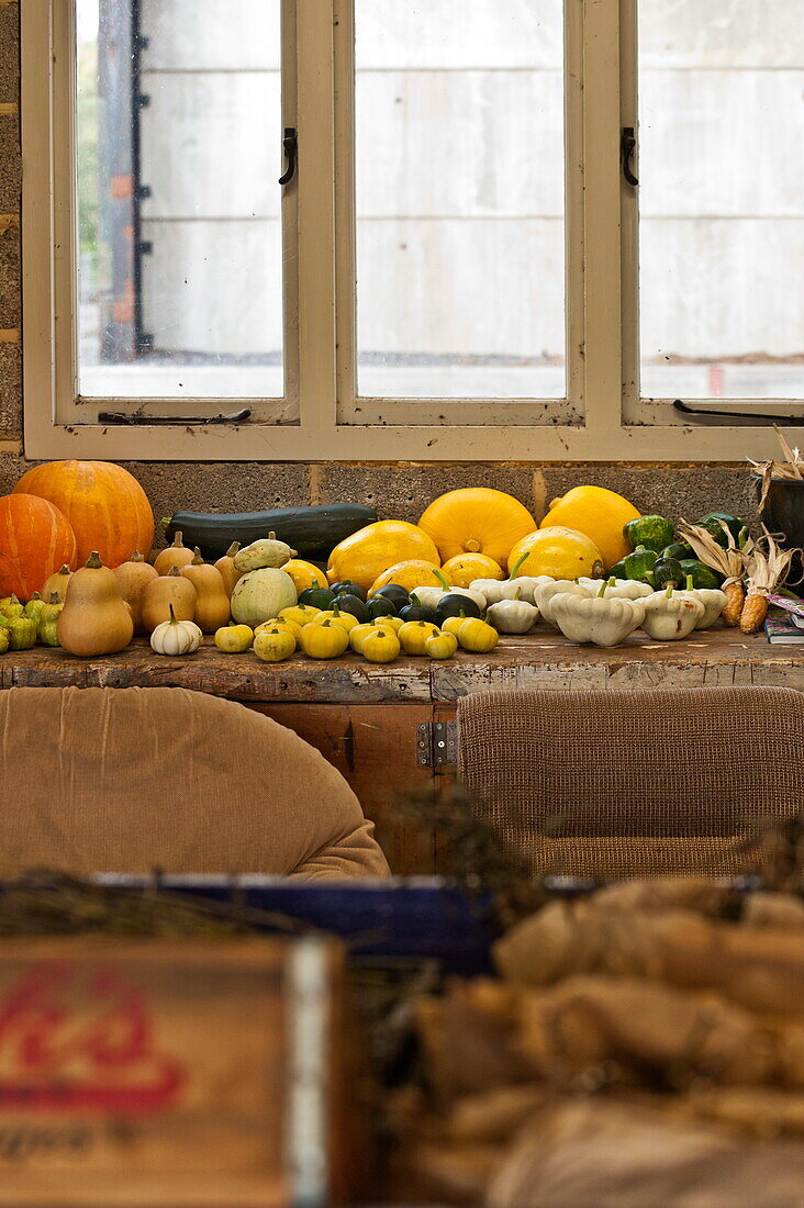 Saisonales Gemüse auf der Werkbank im Gartenschuppen, Blagdon, Somerset, England, UK