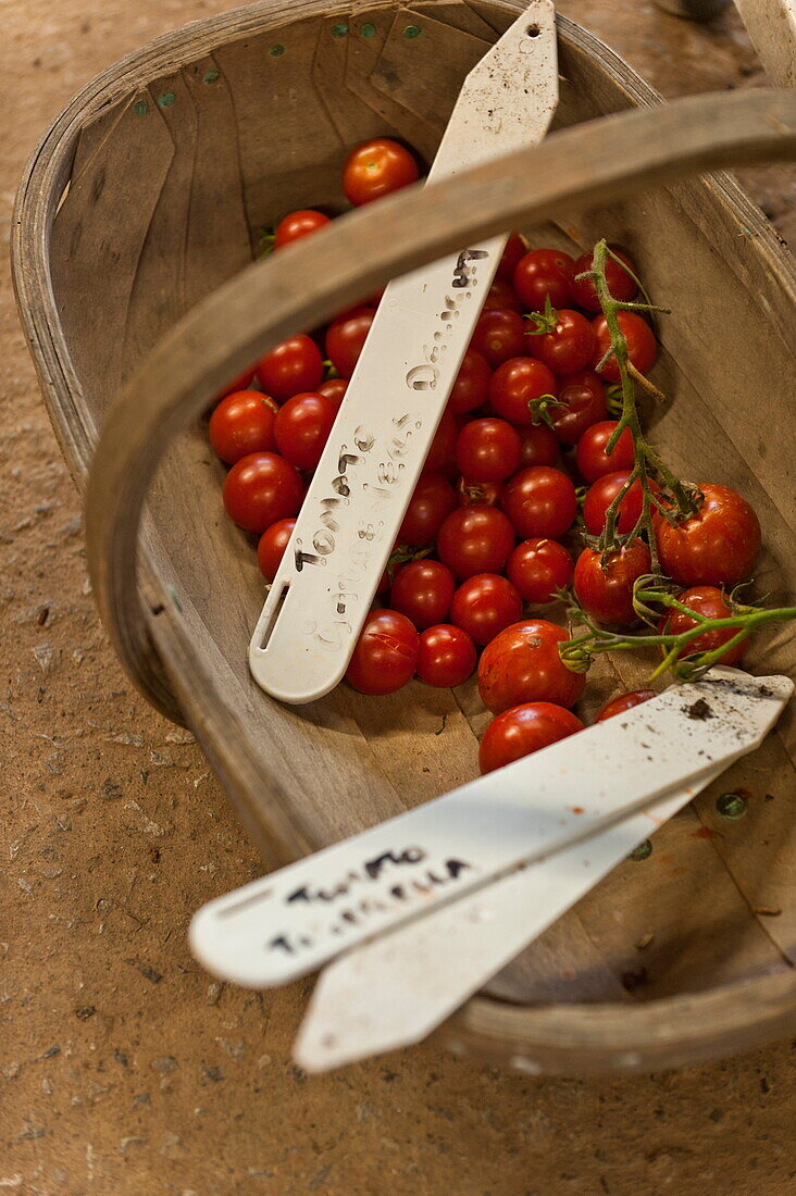 Tomaten und Pflanzenetiketten in Gartenkübel, Blagdon, Somerset, England, UK