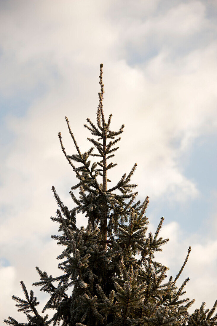 Spitze des Weihnachtsbaums in Hawkwell tree farm Essex England UK