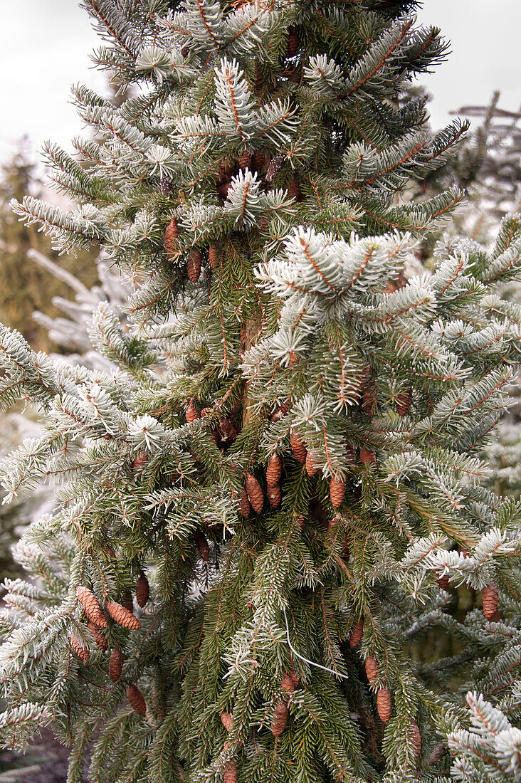 Mittelteil eines Tannenbaums in Hawkwell Weihnachtsbaumfarm Essex England UK Serbische Fichte Picea Omorika Gute Zapfen und Farbe