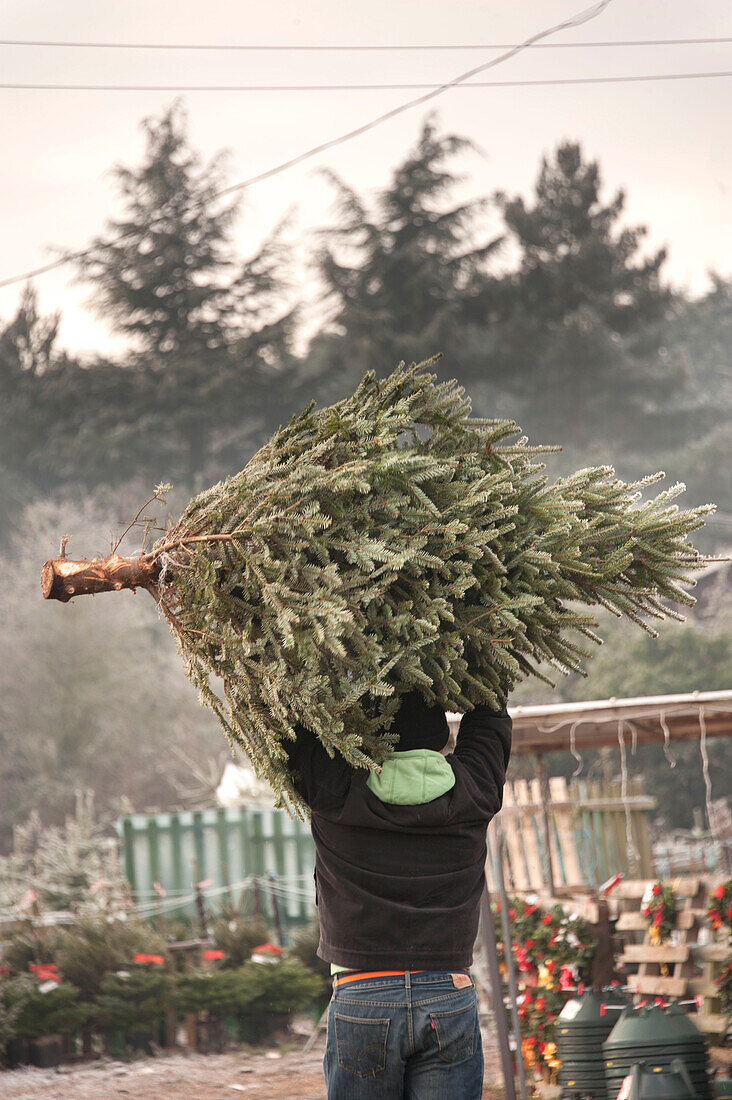 Mann trägt Tanne über dem Kopf auf Hawkwell Weihnachtsbaumfarm Essex England UK (Modell freigegeben)