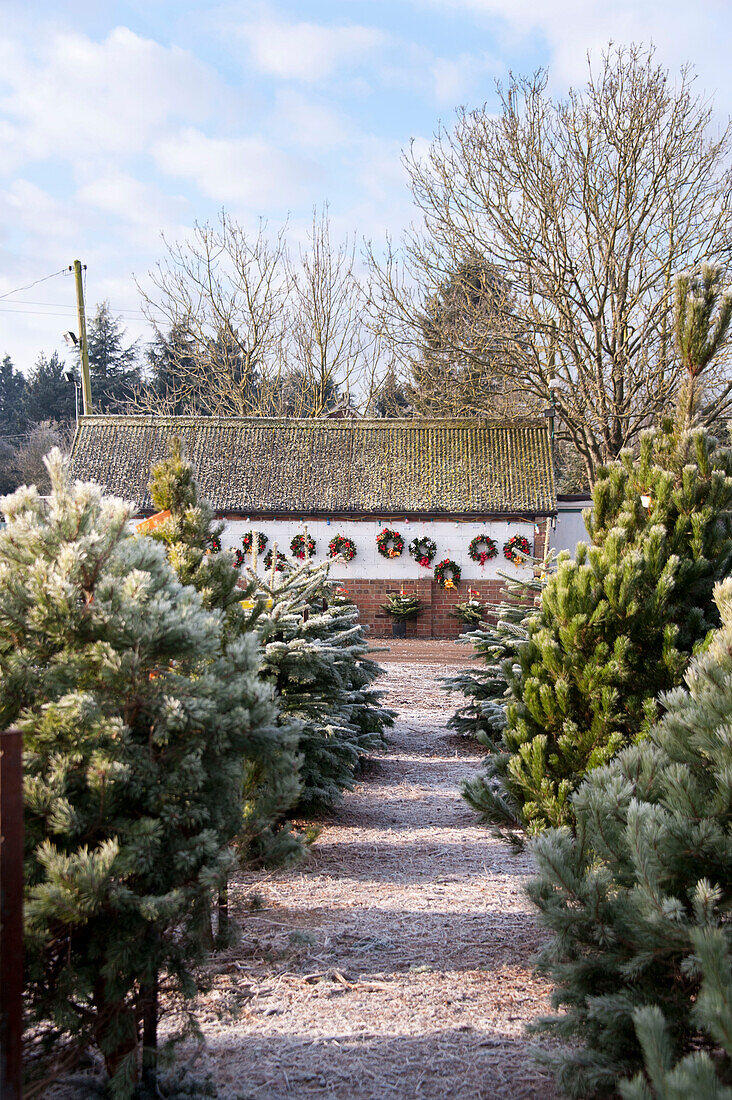Weihnachtsbäume auf der Hawkwell-Baumfarm mit Geschäft Essex England UK (