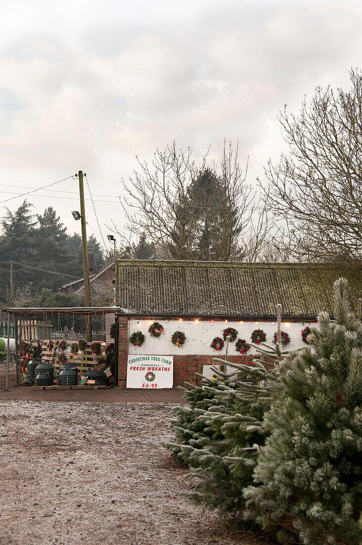 Weihnachtsbäume auf der Hawkwell tree farm mit Laden Essex England UK
