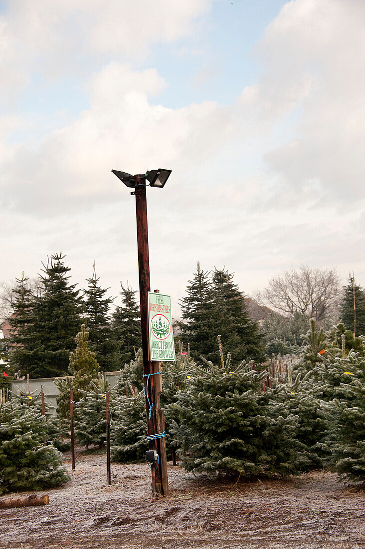 Schild auf Lampe an Weihnachtsbäumen auf Hawkwell tree farm Essex England UK