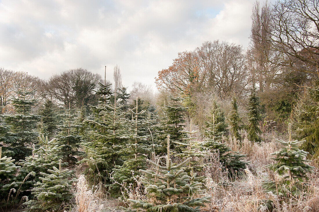 Kiefern auf der Hawkwell-Weihnachtsbaumfarm in Essex, England UK