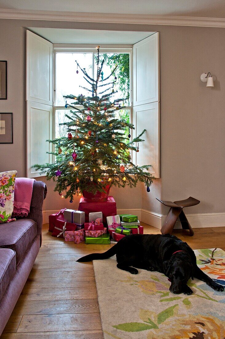 Schwarzer Hund schlafend am Fuß des Weihnachtsbaums mit Geschenken im Haus einer Familie in Penzance, Cornwall, England UK