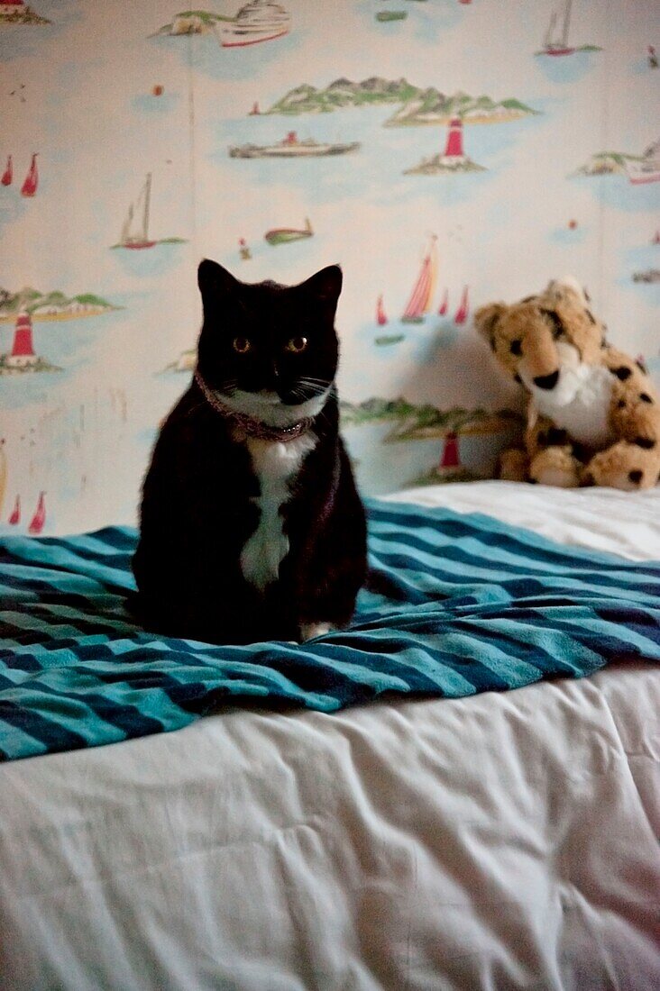 Black and white cat with soft toy on single bed in Penzance family home Cornwall England UK