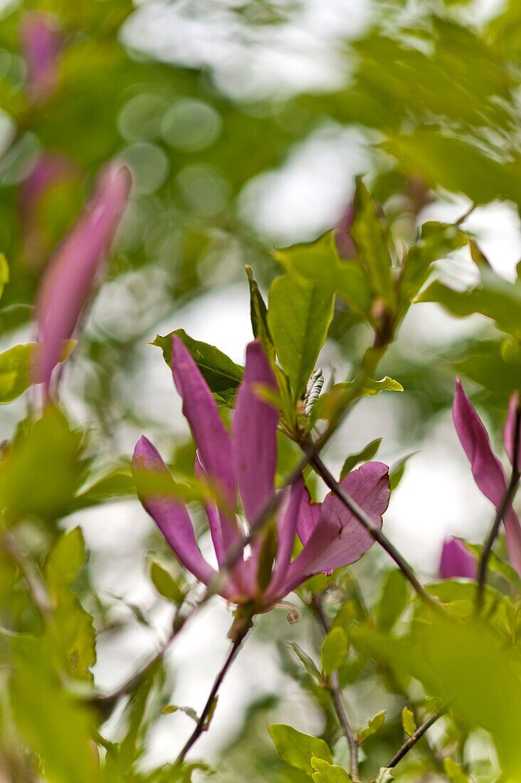 Blühender Magnolienbaum im Garten in Sussex UK