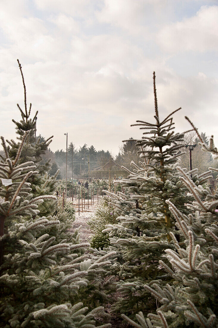 Kiefern auf der Hawkwell-Weihnachtsbaumfarm in Essex, England UK