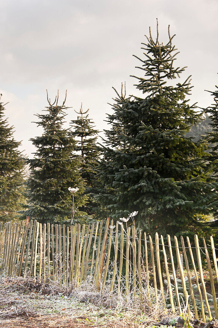 Tannenbäume und Zaun auf der Hawkwell-Weihnachtsbaumfarm in Essex England UK