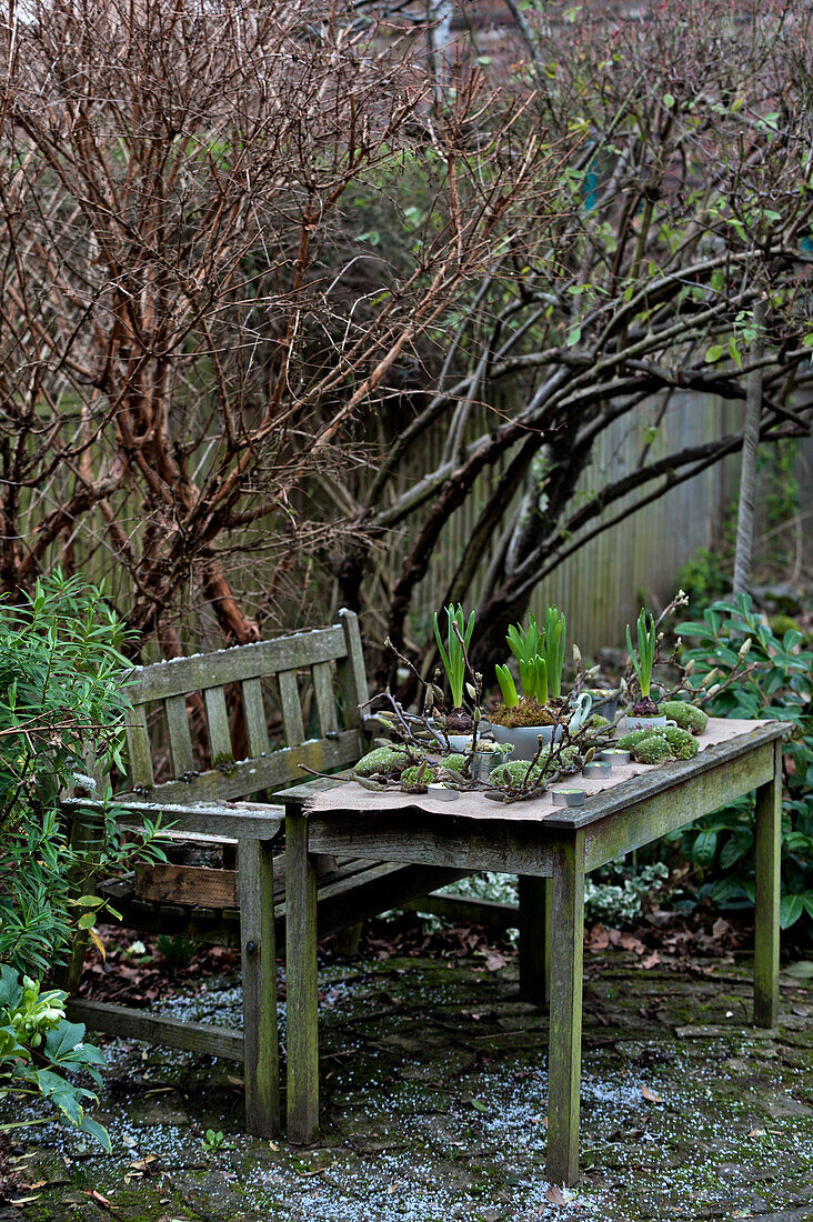 Narzissen und Hyazinthenzwiebeln (Narcissus) auf Holztisch mit Bank im Garten in London England UK