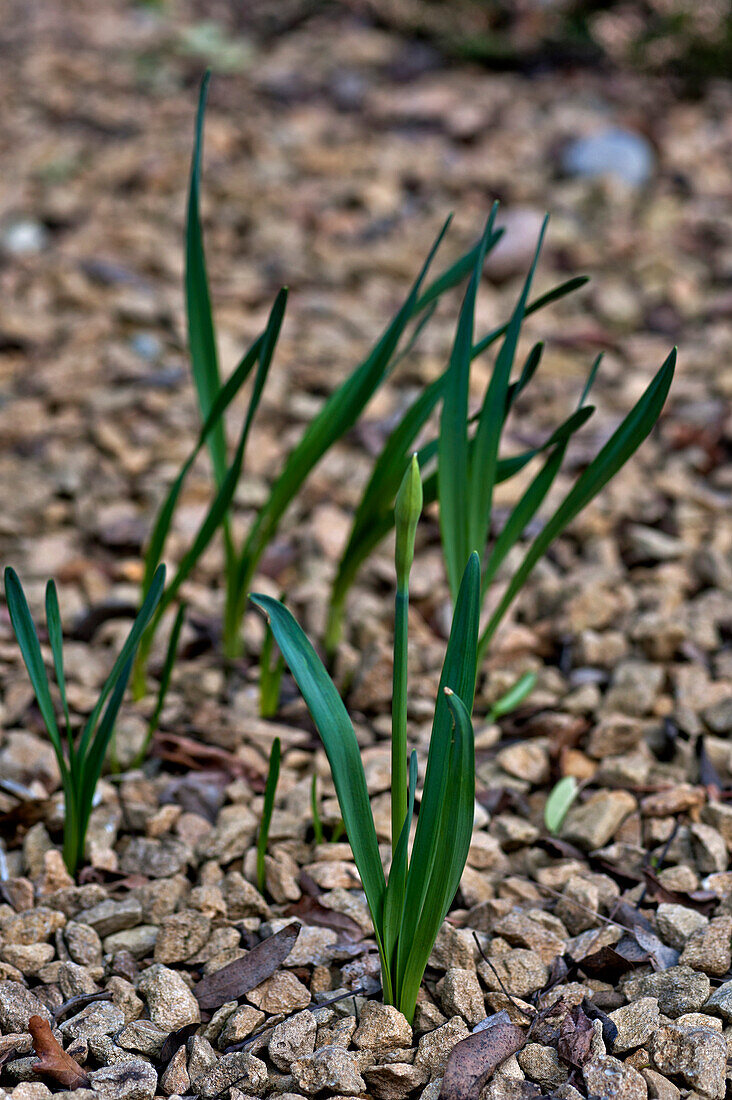 Daffodils (Narcissus) growing through gravel London England UK