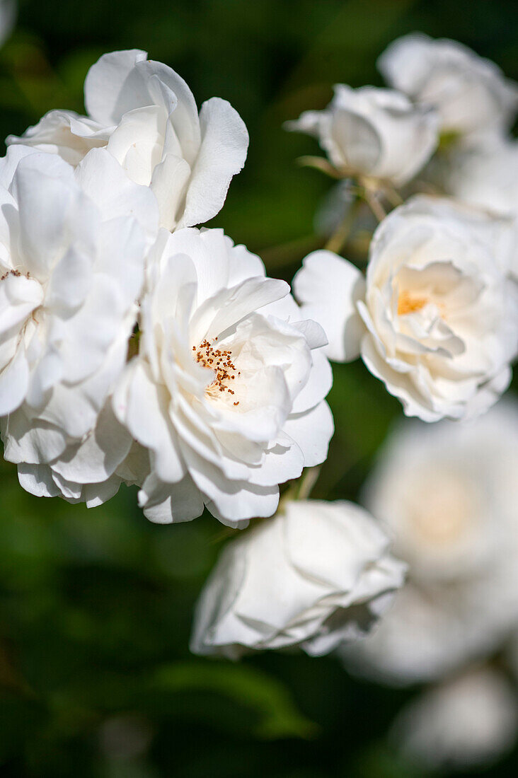White flowering roses in East Grinstead garden Sussex England UK
