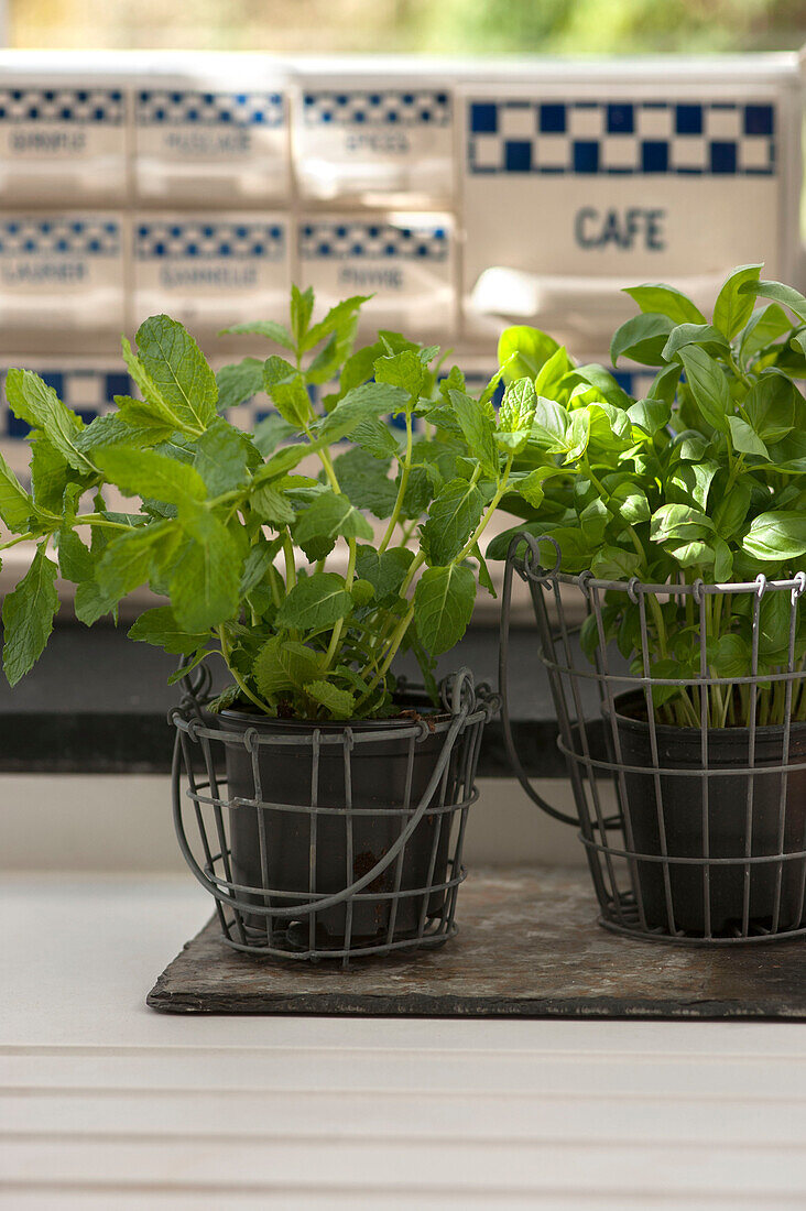 Mint and basil in wire baskets in Penzance farmhouse Cornwall England UK