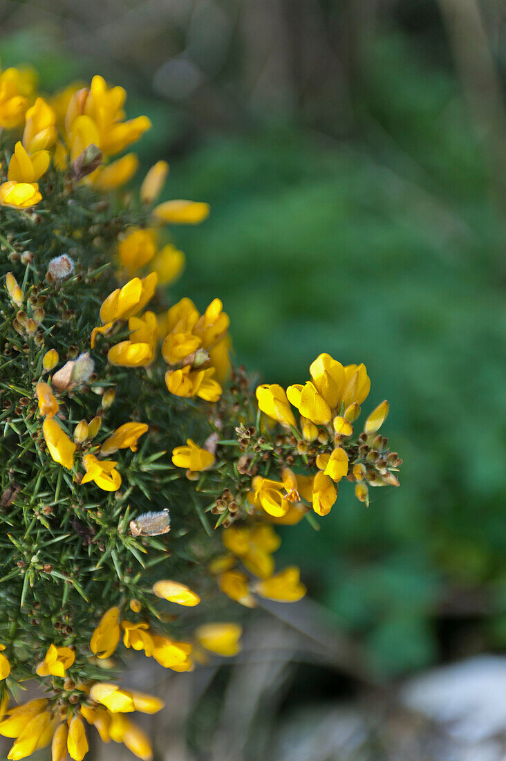 Blühender Stechginster (Ulex) Cornwall England UK