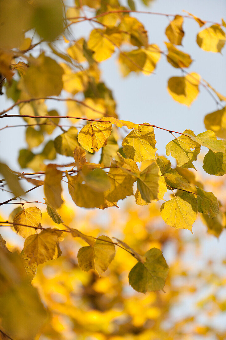 Sonnenbeschienene gelbe Herbstblätter UK