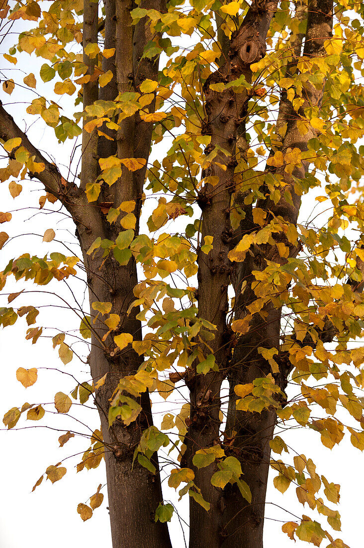 Gelbe Herbstblätter wechseln die Farbe UK