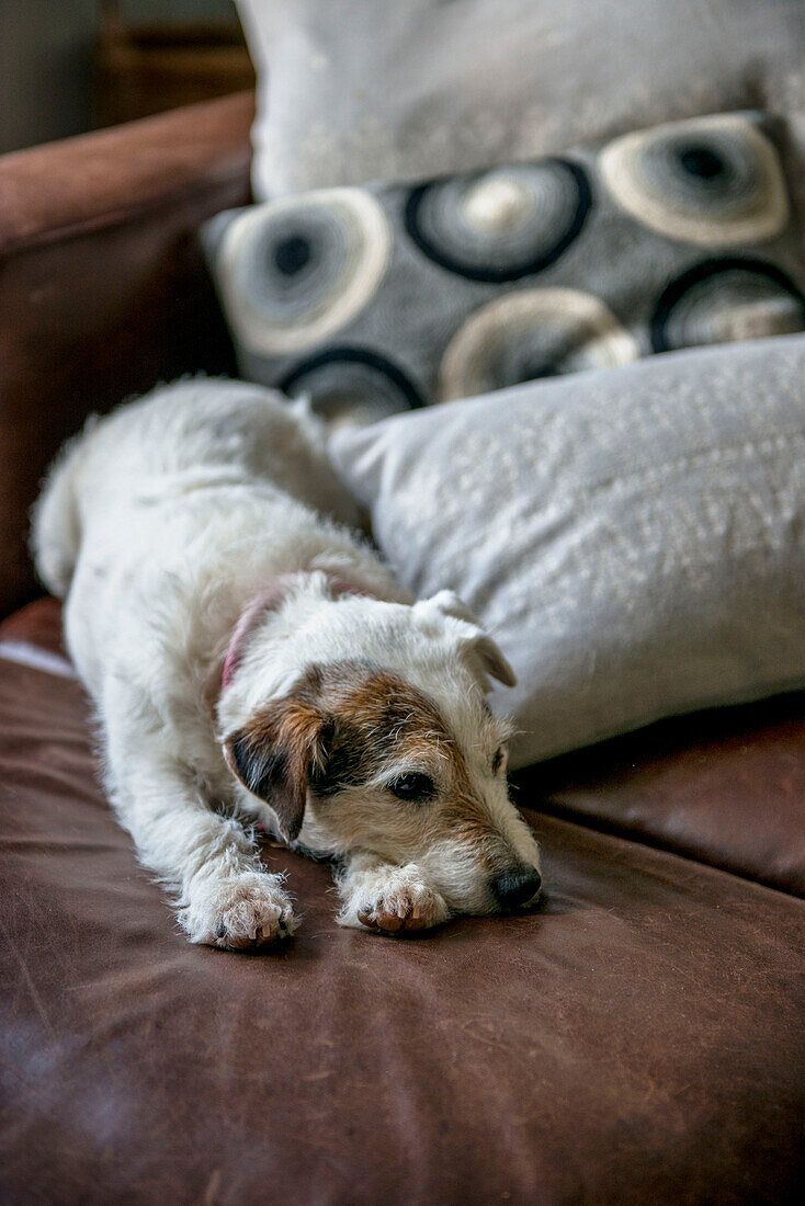 Hund liegt auf braunem Ledersofa in einem Haus in Tunbridge Wells, Kent England UK