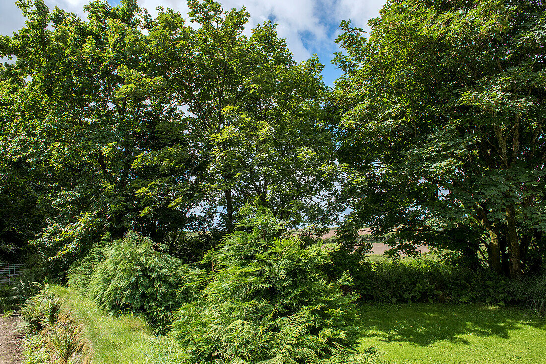 Hecke und Baum mit Blick auf Felder vom Haus in Helston Cornwall UK