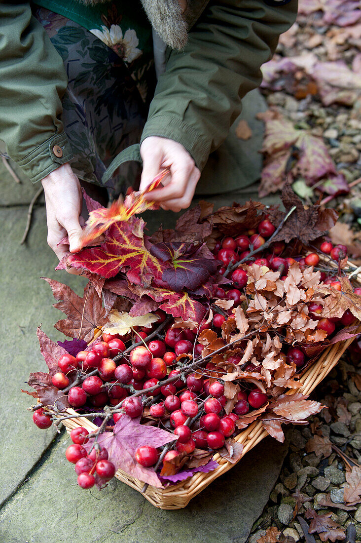 Frau sammelt Herbstblätter und Beeren in einem Garten in Großbritannien