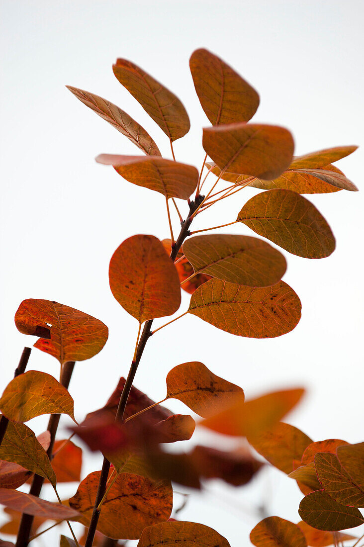 Sich verfärbende Herbstblätter auf weißem Hintergrund UK