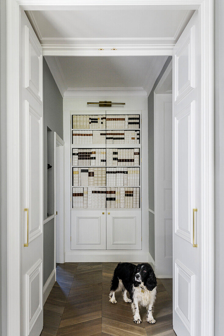 Spring spaniel stands in hallway with parquet floor and file storage in hallway of grade II-listed Victorian home Godalming Surrey UK