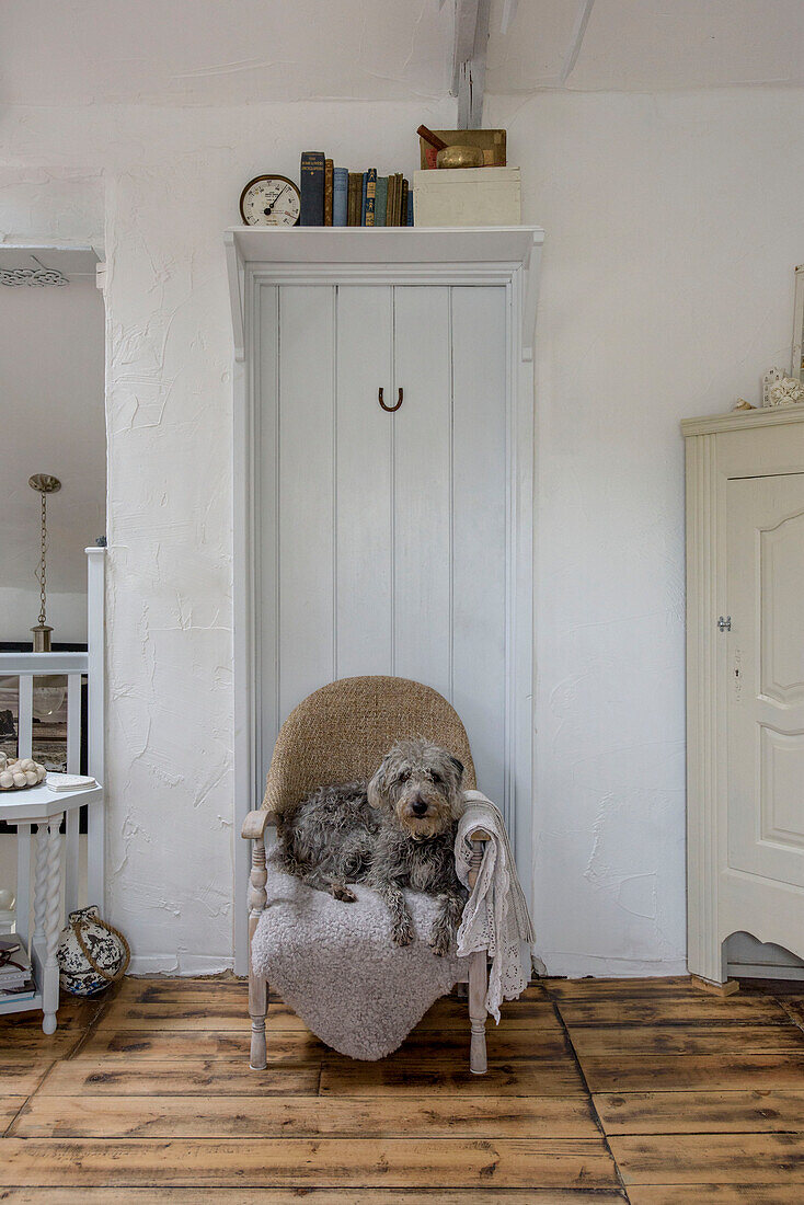 Hund auf kleinem Stuhl in Marazion Strandhaus Cornwall UK