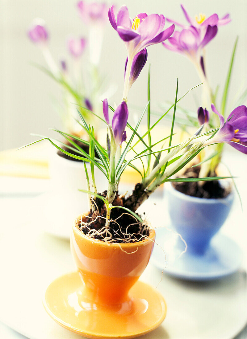 Egg cups with crocus flowers