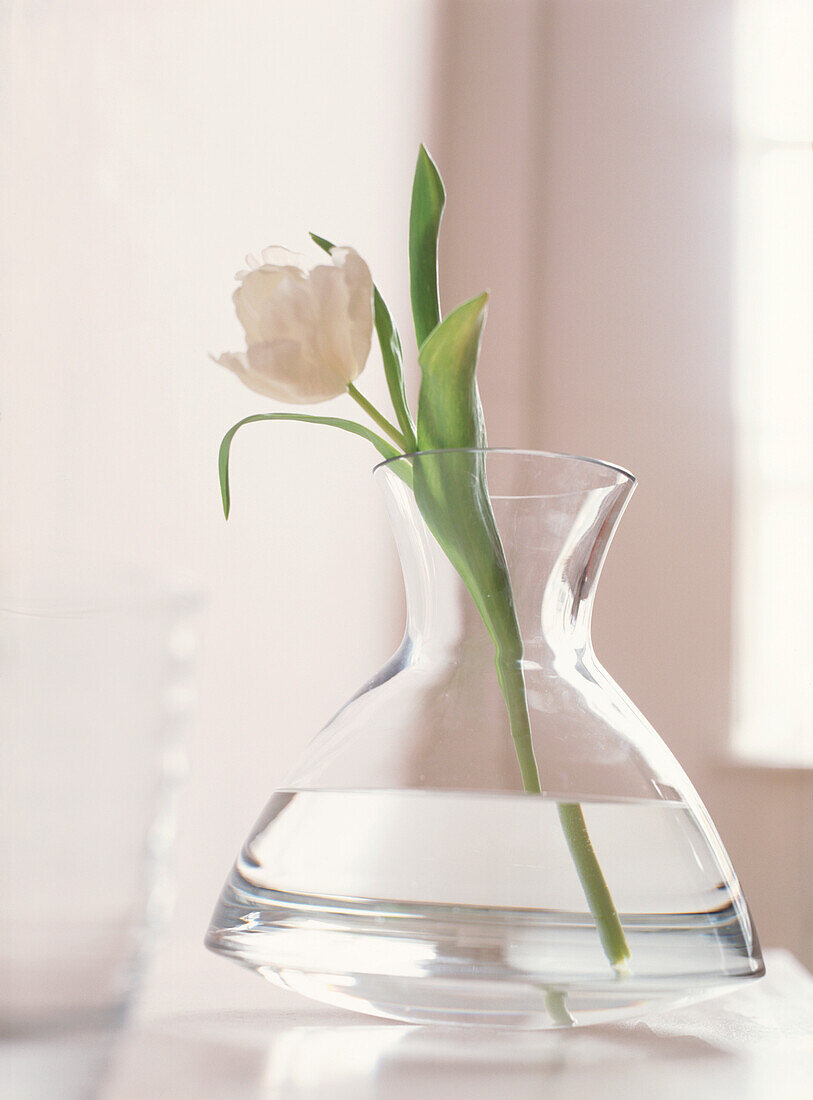 Einzelne weiße Tulpe in Glasvase