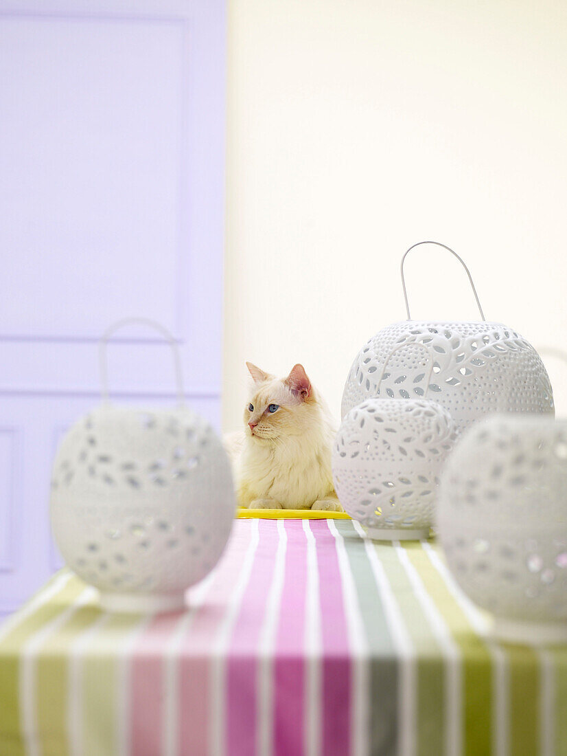 Katze sitzt auf gestreiftem Tischtuch mit weißen Zierlaternen
