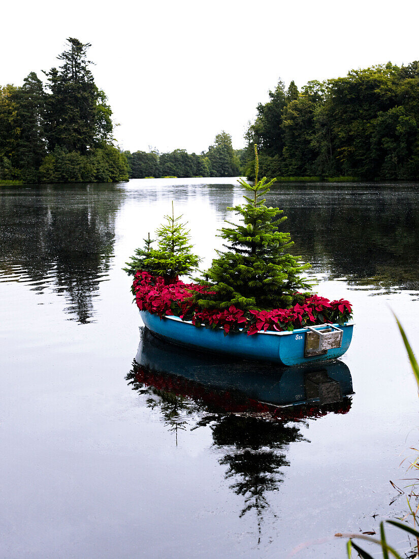 Christmas trees and Poinsettia in rowing boat on Scottish lake UK
