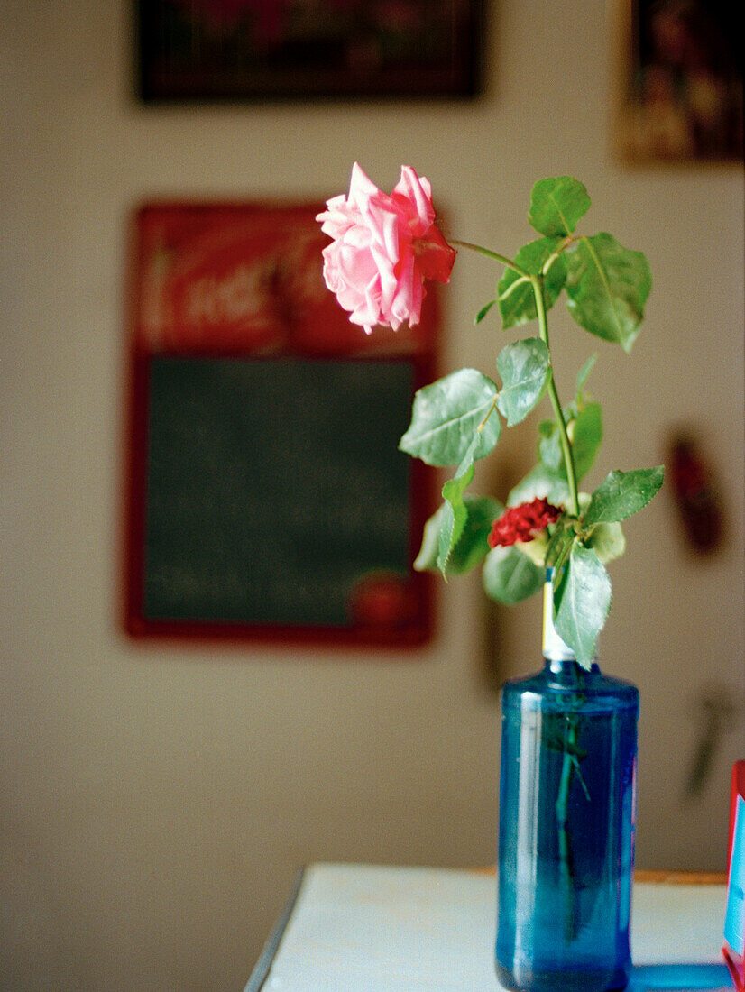 Rosafarbene einblütige Rose in blauer Glasvase Spanien