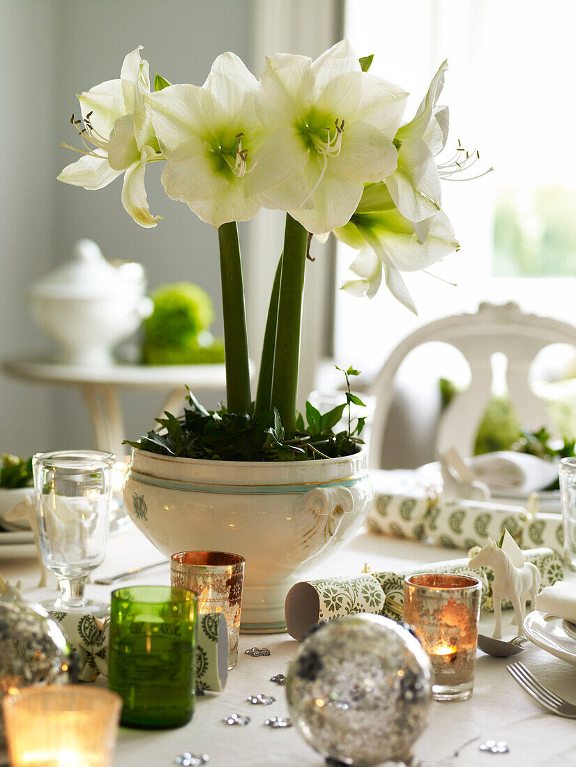 Blühende Amaryllis mit Teelichtern auf dem für das Weihnachtsessen gedeckten Tisch