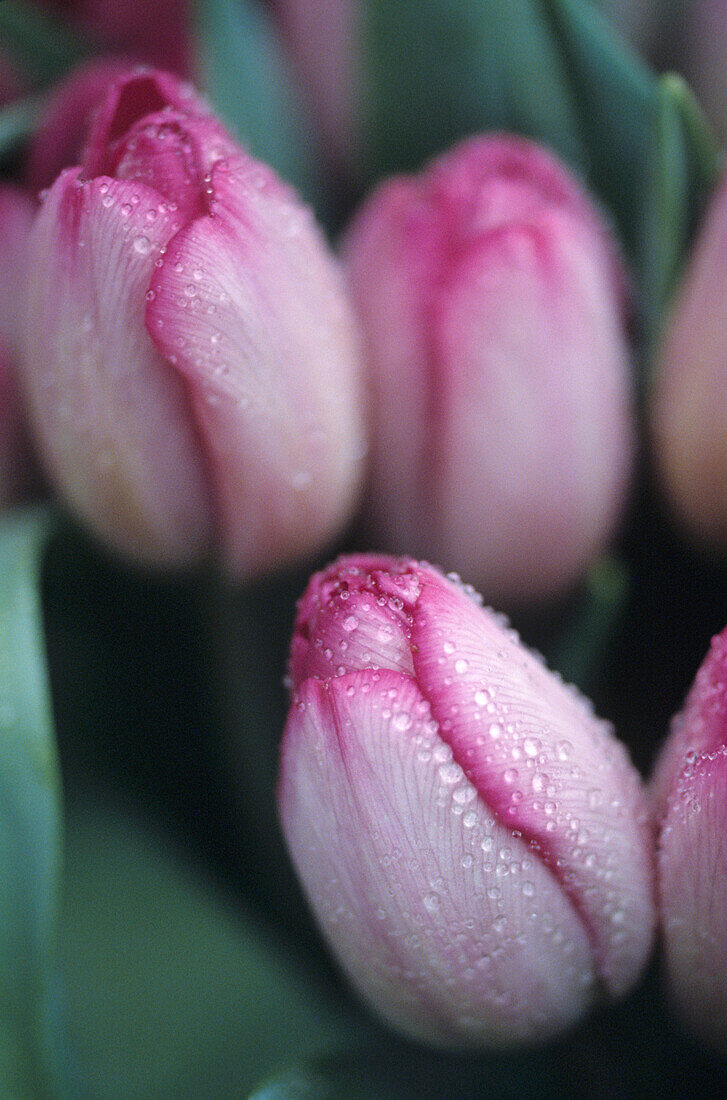 Nahaufnahme von rosa-weißen Tulpen, die mit Wassertropfen bedeckt sind