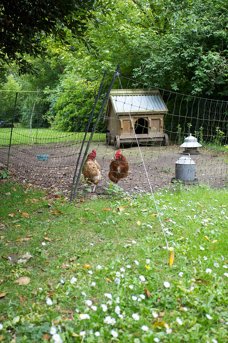 Zwei Hühner im Garten von Sandhurst cottage, Kent, England, Vereinigtes Königreich