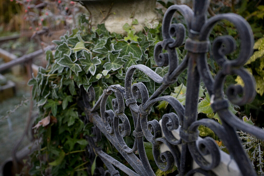 Black wrought iron gate and ivy with frost in Tenterden garden, Kent, England, UK