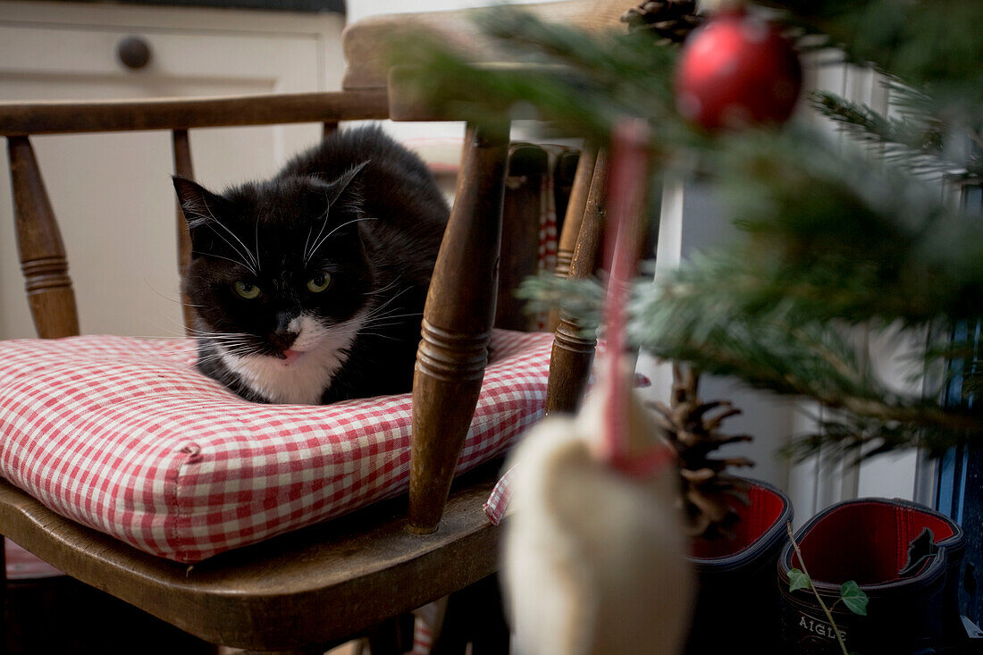 Bauernhofkatze auf Gingham-Kissen in der Küche von Tenterden, Kent, England, UK