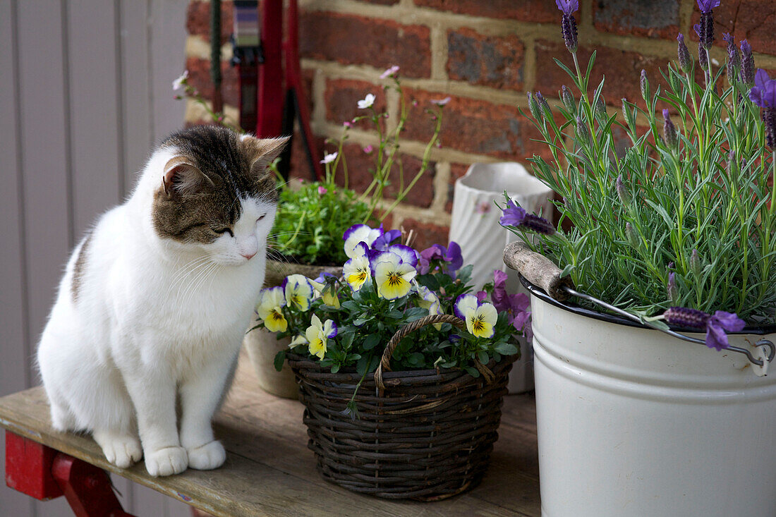 White cat with flowering plants on garden table outside High Halden farmhouse Kent England UK
