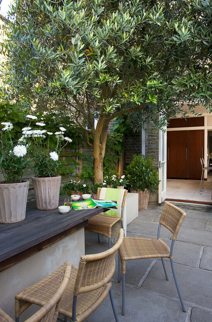 Olivenbaum mit Rohrstühlen auf der Terrasse eines Hauses in Wandsworth, London, England UK