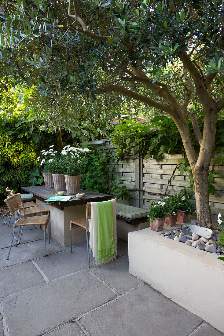 Olivenbaum mit Terrassentisch und Stühlen im Garten von Wandsworth, London, England, UK