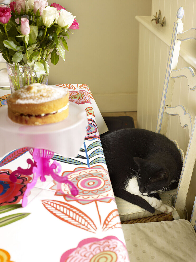 Cat sleeps on dining chair with cut tulips and Victoria sponge cake in Nottinghamshire home England UK