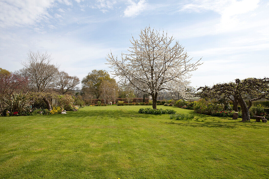 Cherry tree in garden of Epsom home Surrey UK