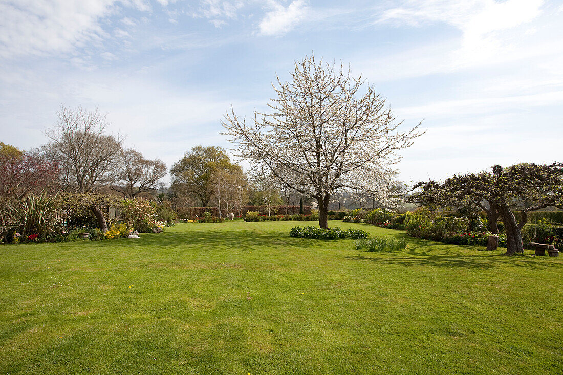 Kirschbaum im Garten eines Hauses in Epsom Surrey England