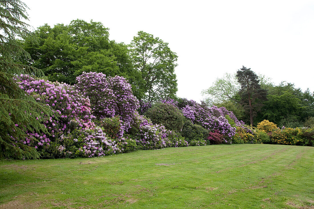 Purple flowering bush and lawned exterior of Sussex country house, England, UK