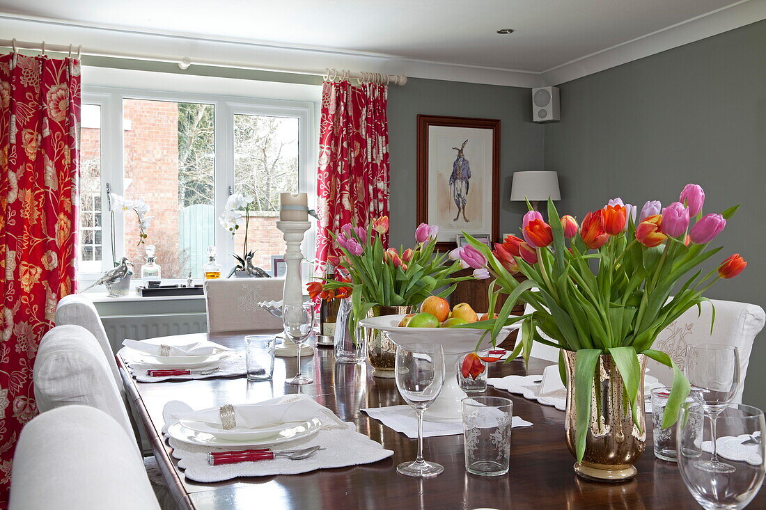 Cut tulips on dining table with white chairs and red floral curtains in Staffordshire farmhouse England UK